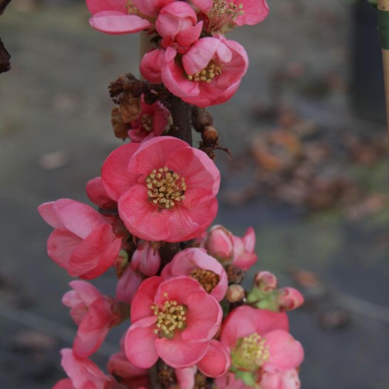 Chaenomeles sup. 'Pink Lady' plant