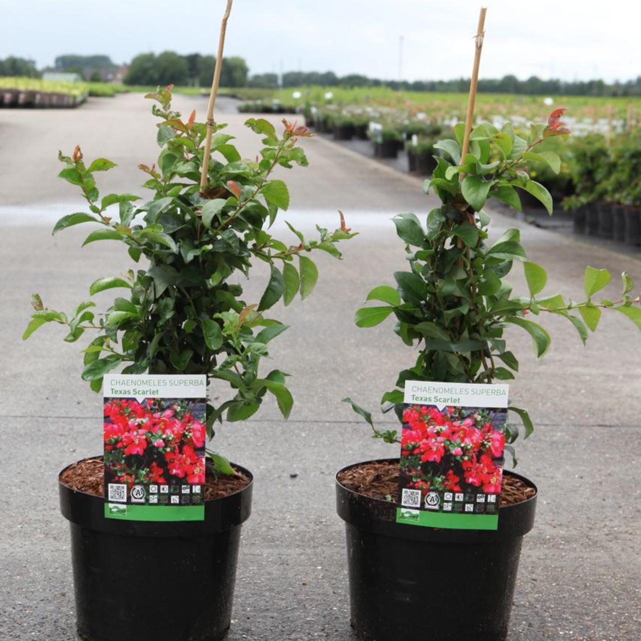 Chaenomeles sup. 'Texas Scarlet' plant