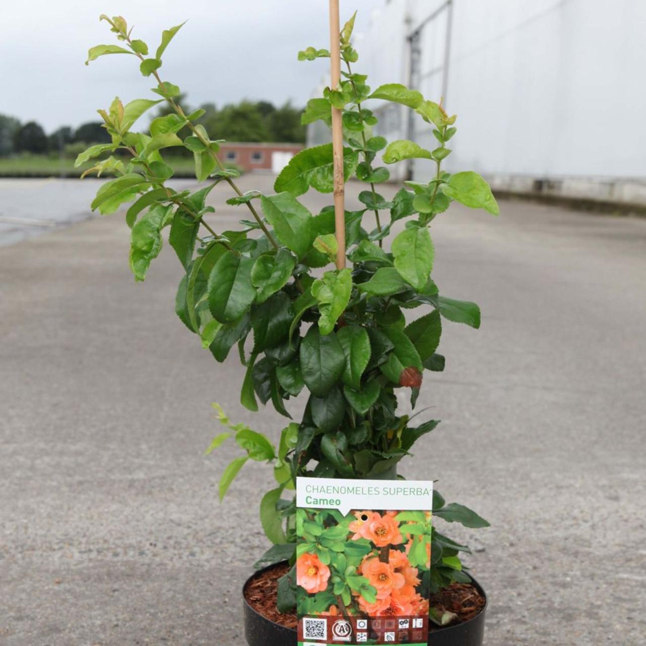 Chaenomeles superba 'Cameo' plant