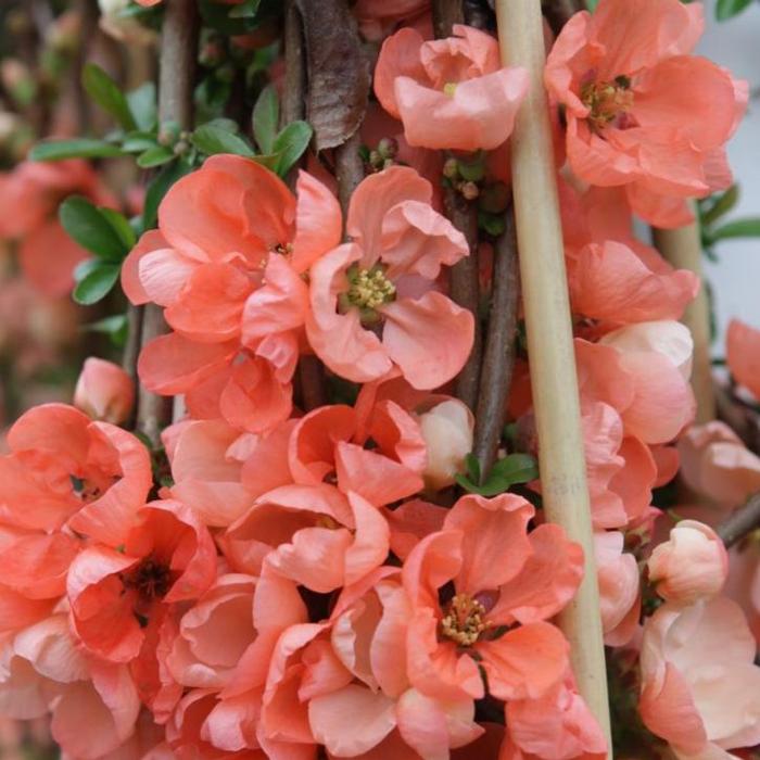 Chaenomeles superba 'Salmon Horizon' plant