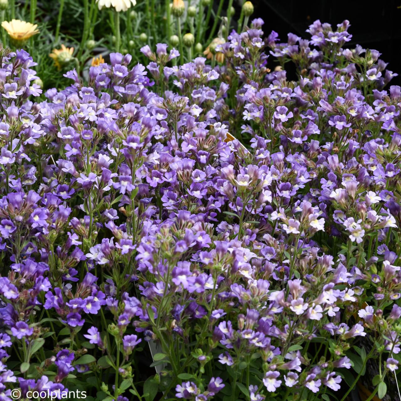 Chaenorhinum origanifolium 'Blue Dream' plant