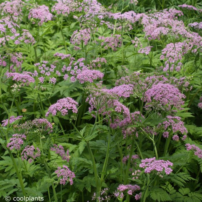 Chaerophyllum hirsutum 'Roseum' plant