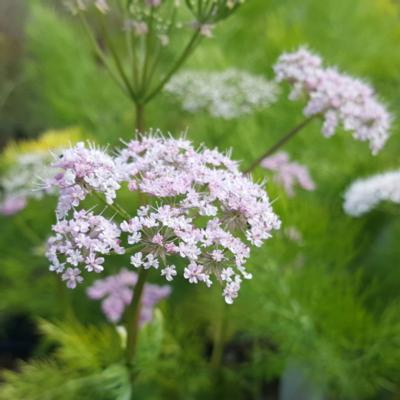 chaerophyllum-hirsutum-roseum