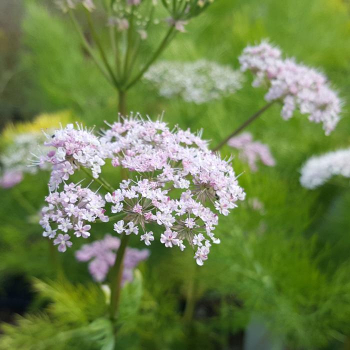 Chaerophyllum hirsutum 'Roseum' plant