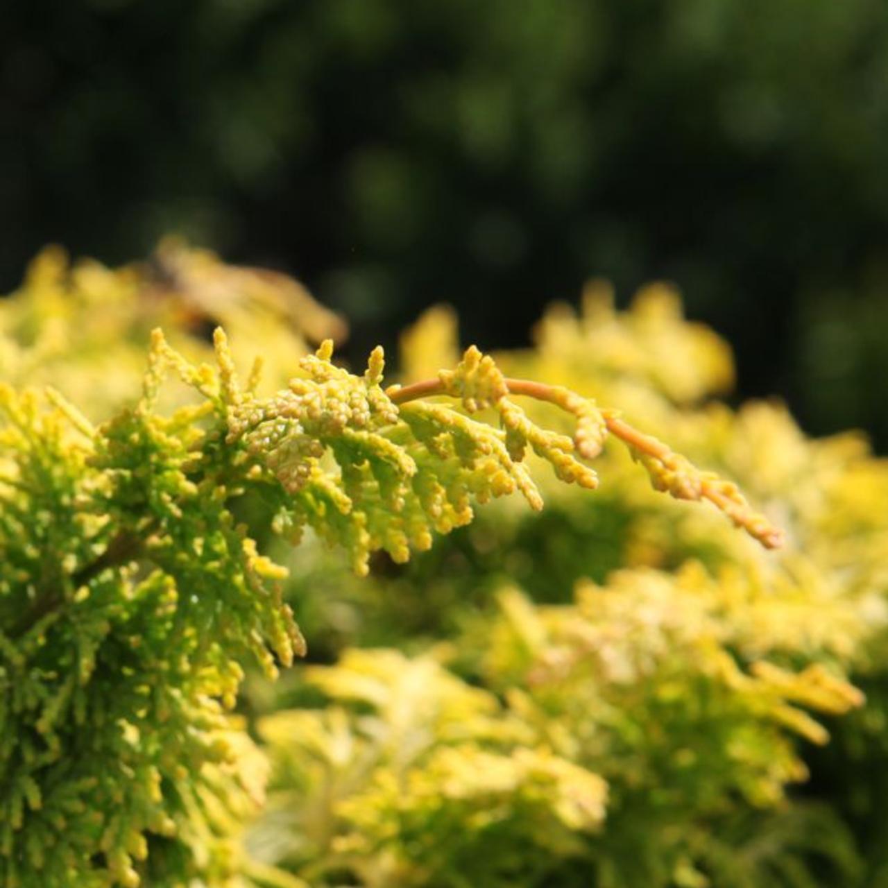 Chamaecyparis obt. 'Fernspray Gold' plant