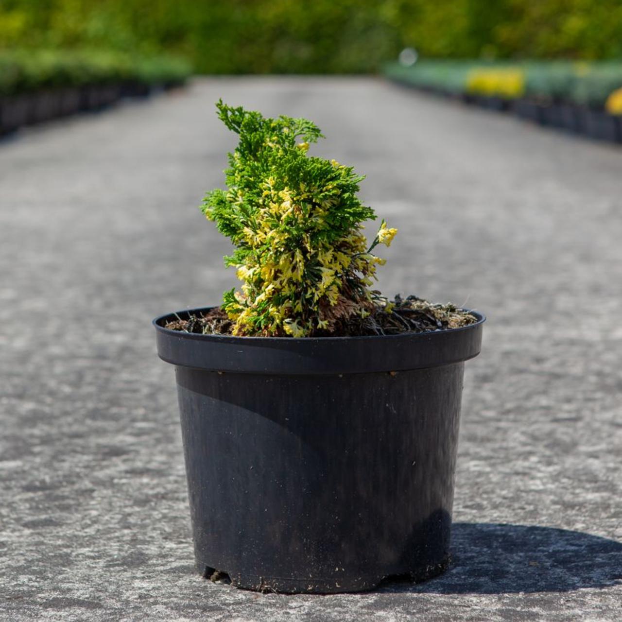 Chamaecyparis obtusa 'Baldwin Variegated' plant