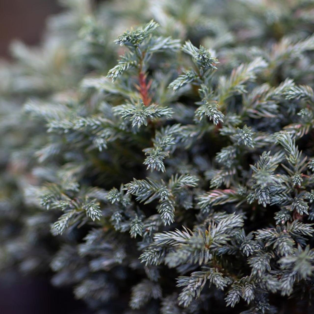 Chamaecyparis pisifera 'Blue Moon' plant