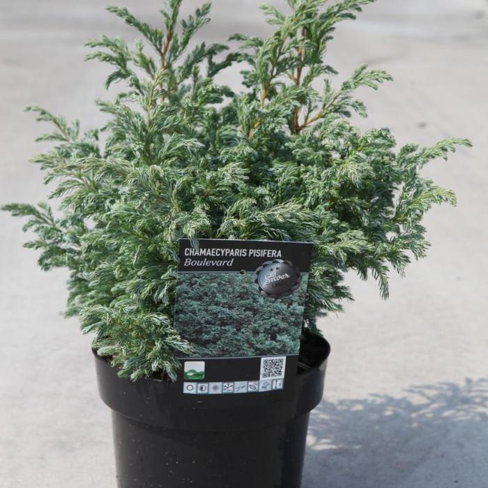 Chamaecyparis pisifera 'Boulevard' plant