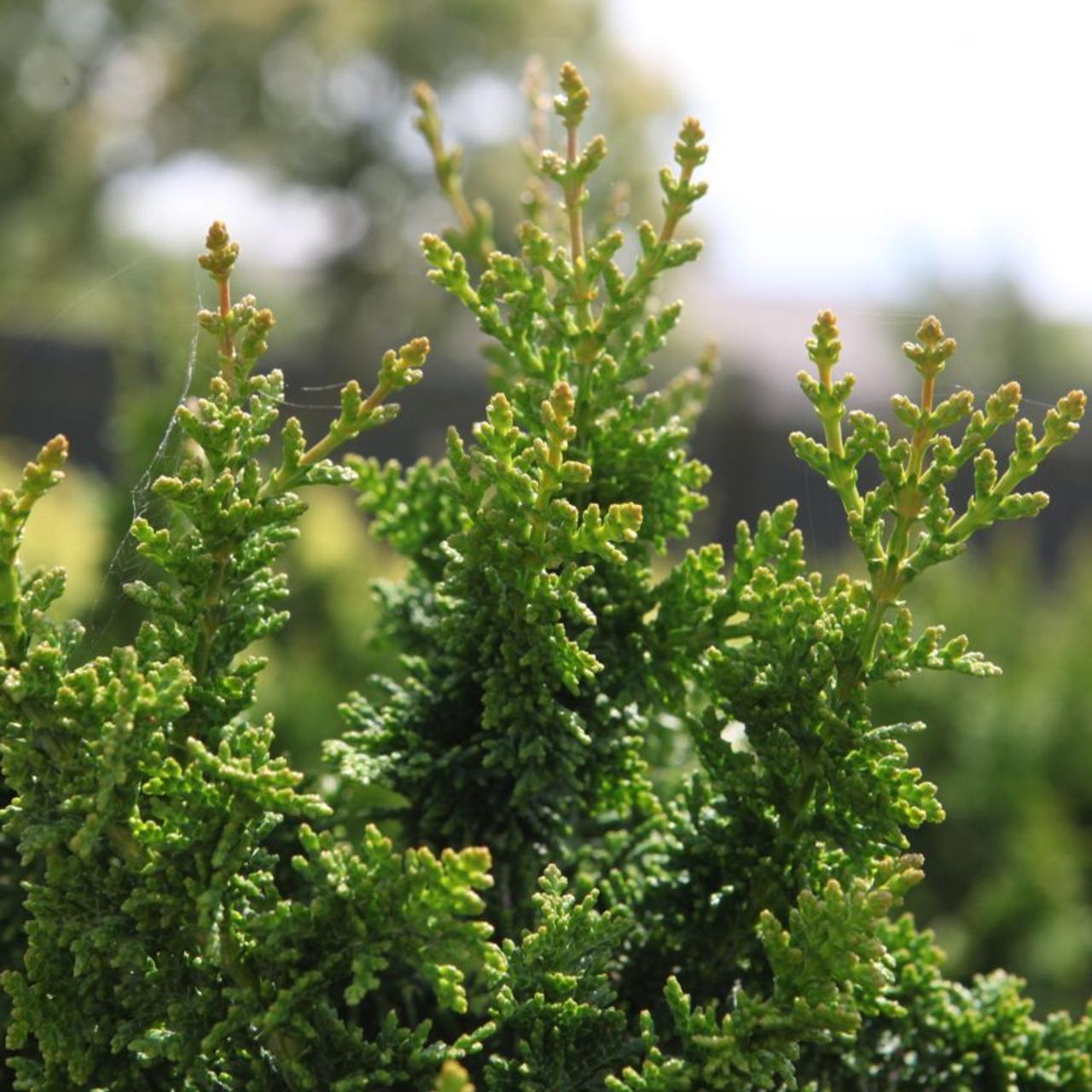 Chamaecyparis pisifera 'Teddy Bear' plant