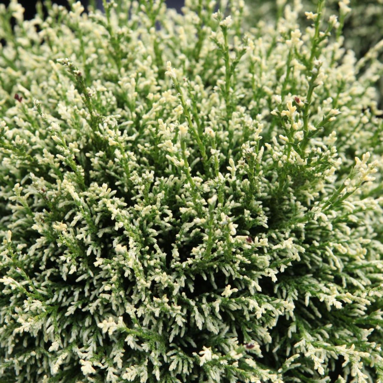 Chamaecyparis pisifera 'White Pygmy' plant