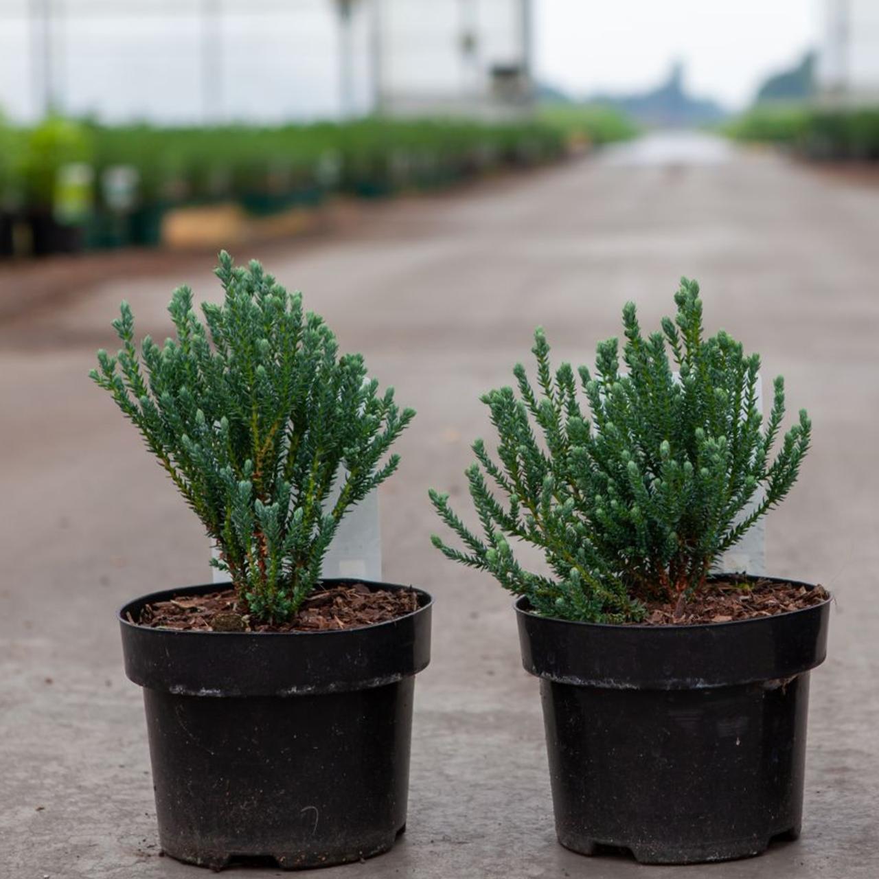 Chamaecyparis thyoides 'Blue Rock' plant