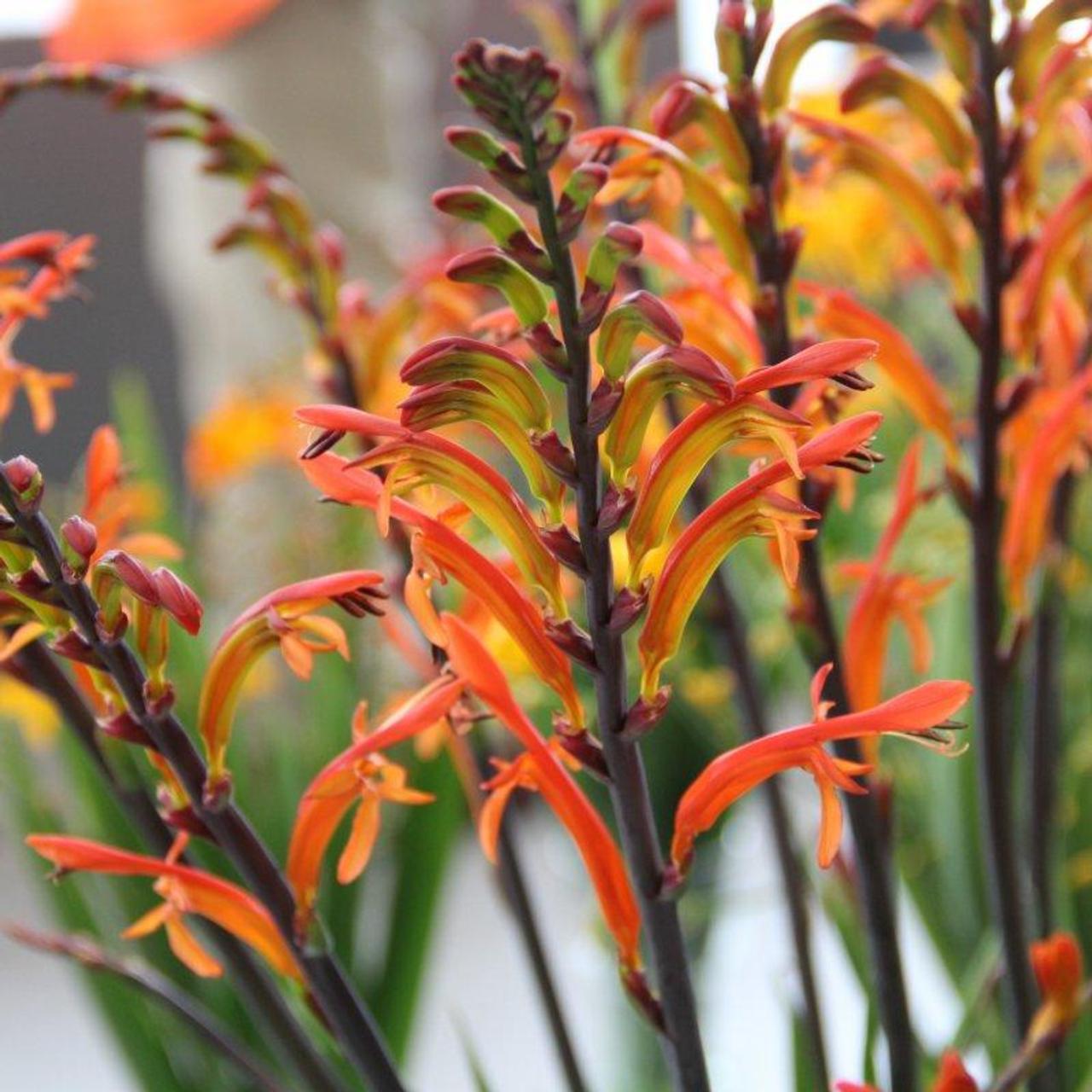 Chasmanthe floribunda 'Saturnus' plant