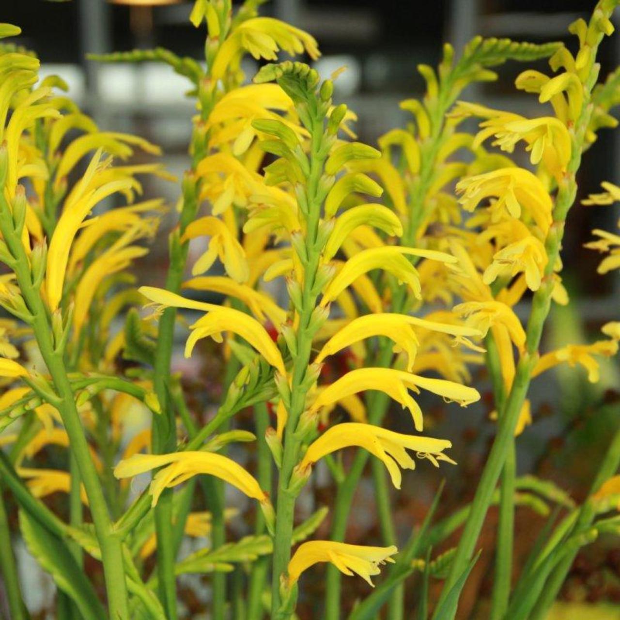 Chasmanthe floribunda var. ducketii plant