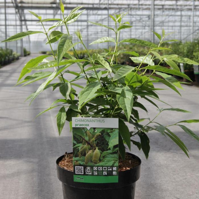 Chimonanthus praecox plant