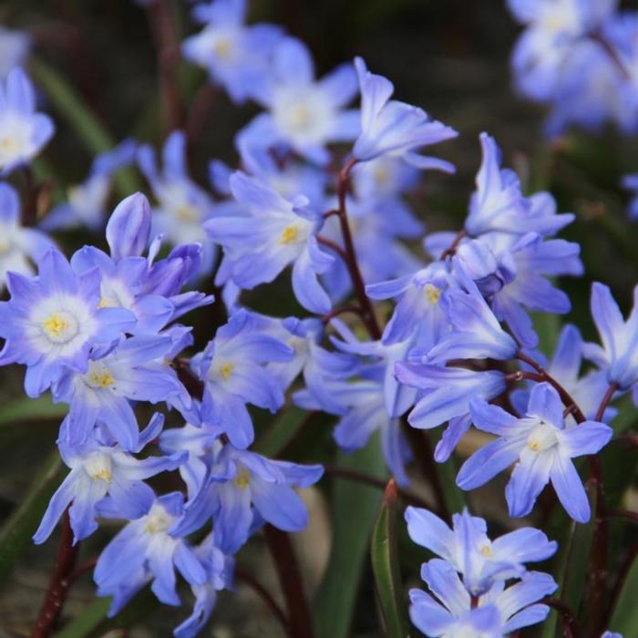 Chionodoxa forbesii 'Blue Giant' plant