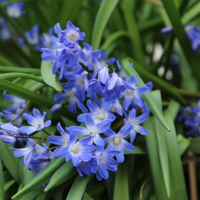 Chionodoxa forbesii 'Blue Giant' plant