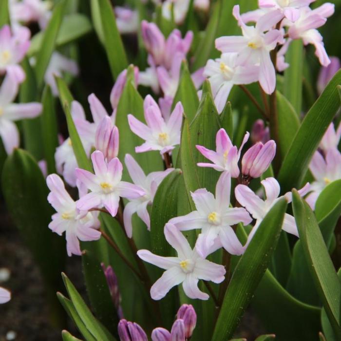 Chionodoxa forbesii 'Pink Giant' plant