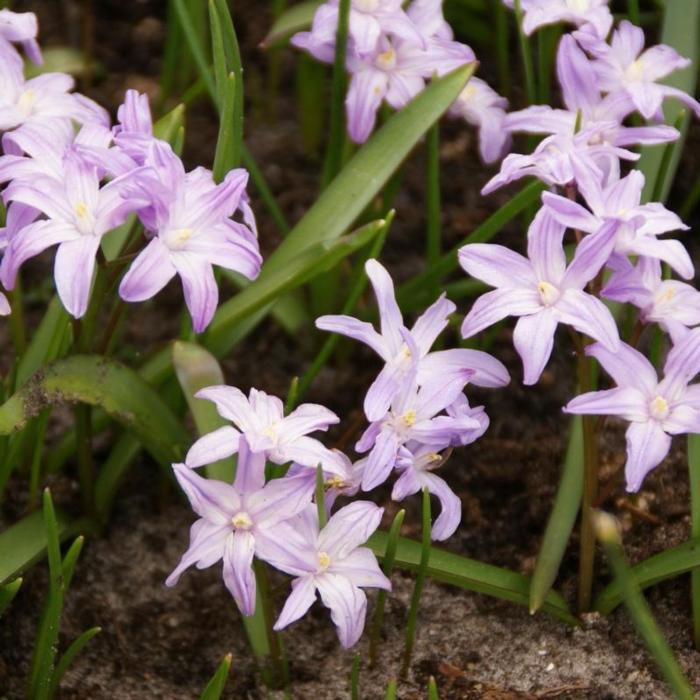 Chionodoxa forbesii 'Pink Giant' plant