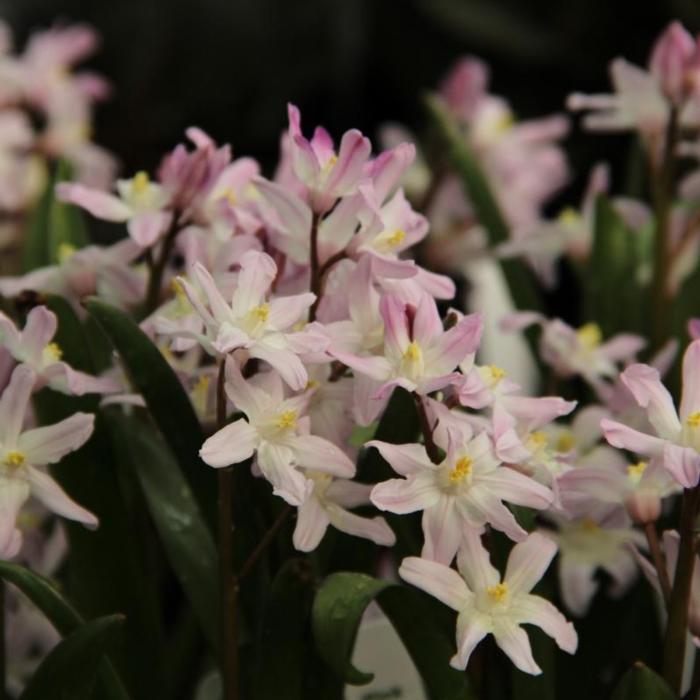 Chionodoxa forbesii 'Pink Giant' plant