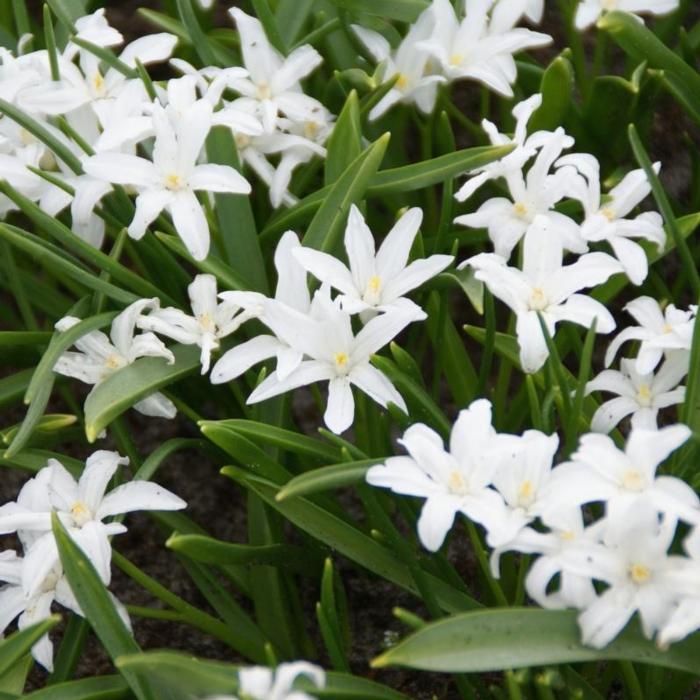 Chionodoxa luciliae 'Alba' plant