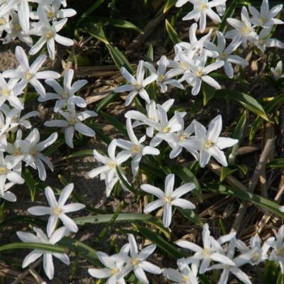 chionodoxa-luciliae-alba