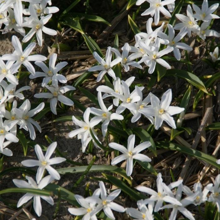 Chionodoxa luciliae 'Alba' plant