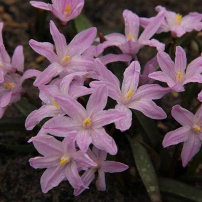 chionodoxa-luciliae-rose-queen