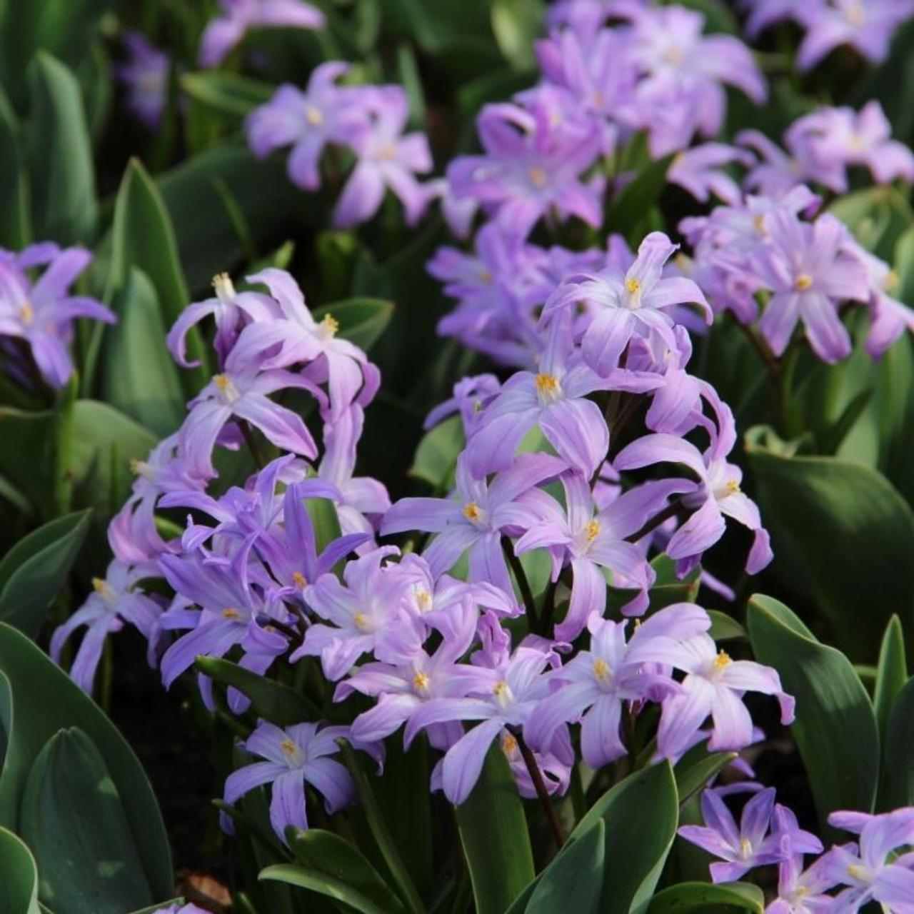 Chionodoxa luciliae 'Violet Beauty' plant