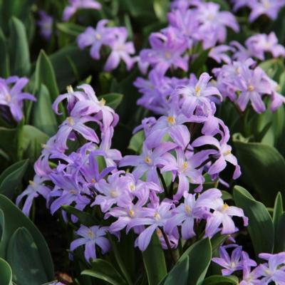 chionodoxa-luciliae-violet-beauty