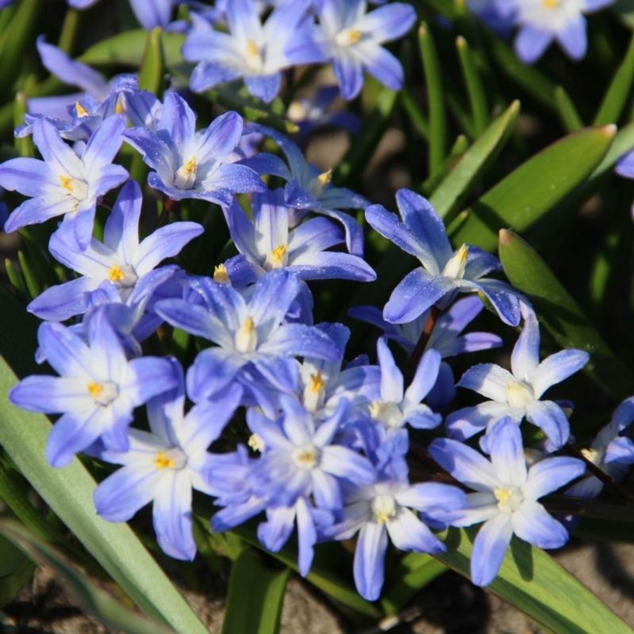 Chionodoxa forbesii plant