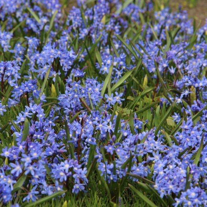 Chionodoxa sardensis plant