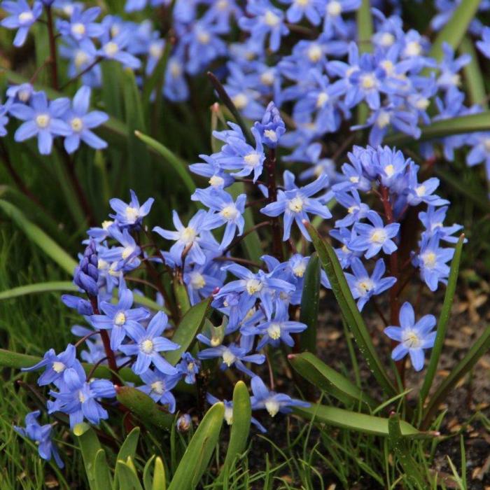 Chionodoxa sardensis plant