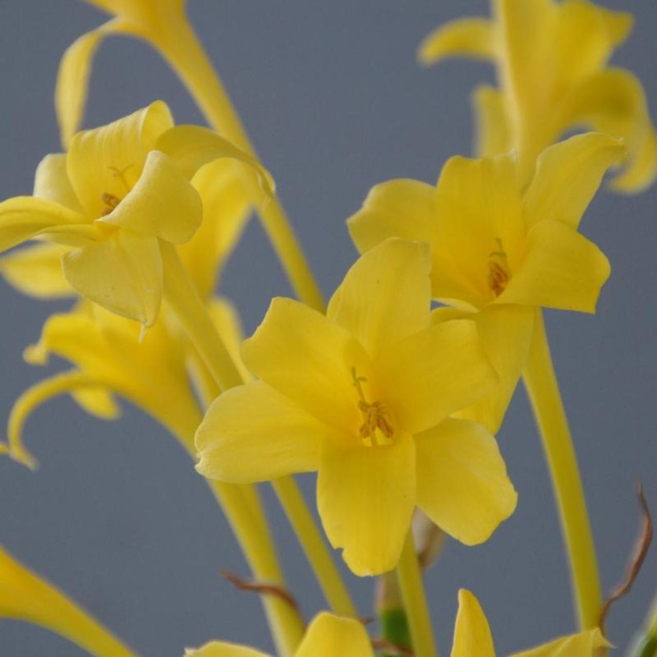 Chlidanthus fragrans plant