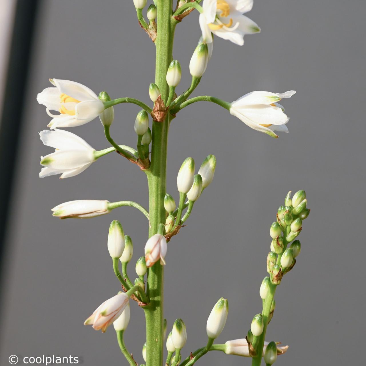 Chlorophytum krookianum plant