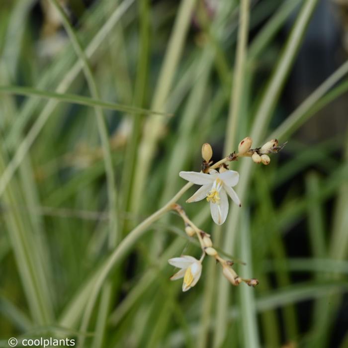 Chlorophytum 'Starlight' plant