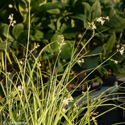 Chlorophytum 'Starlight'