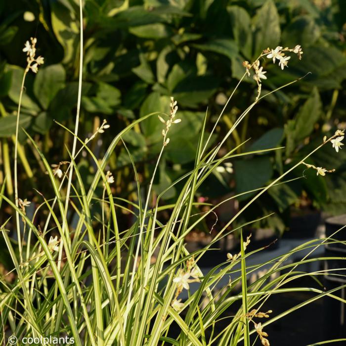 Chlorophytum 'Starlight' plant