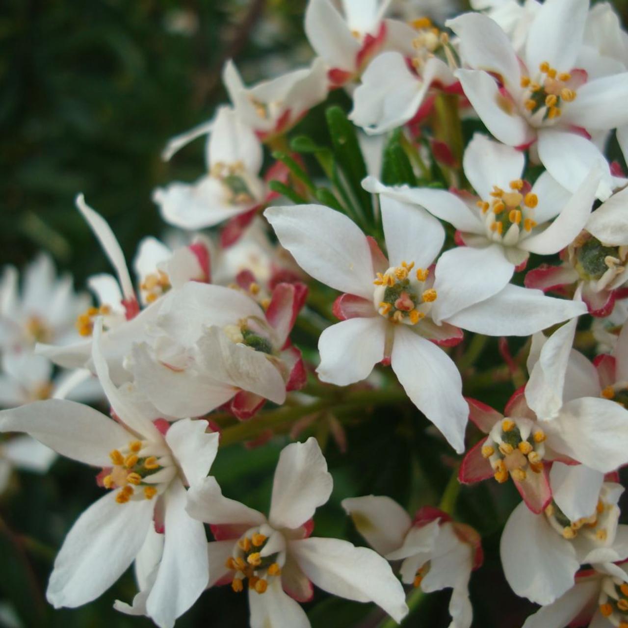 Choisya 'Snow Flurries' plant