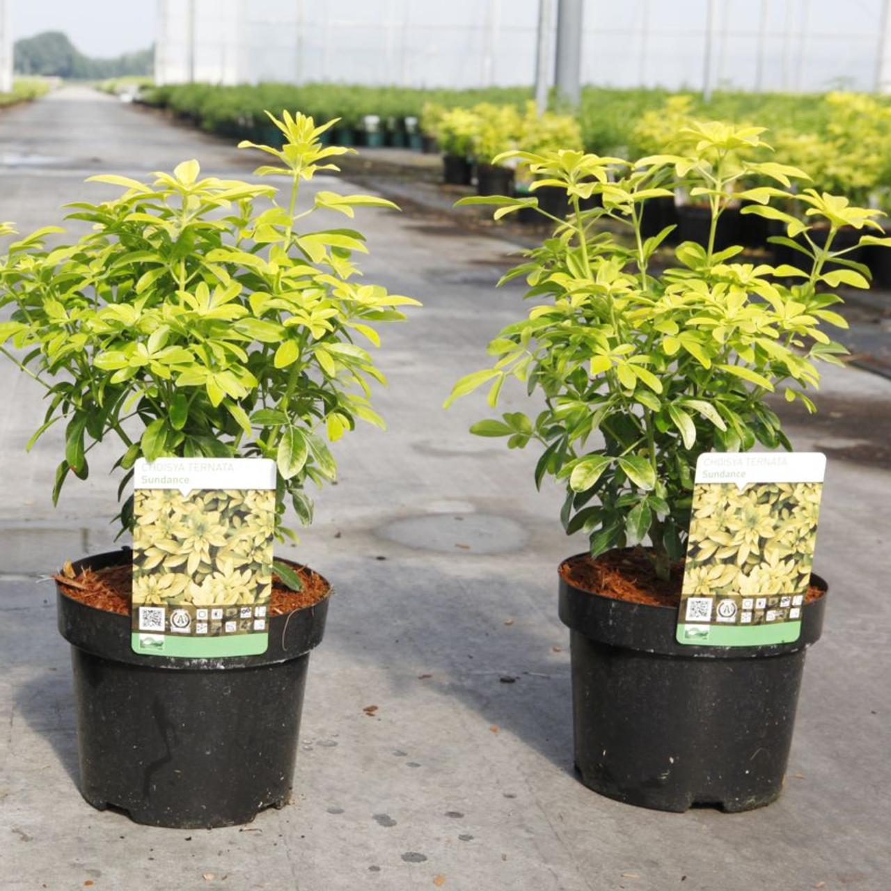 choisya ternata 'sundance' - kaufen sie pflanzen bei coolplants
