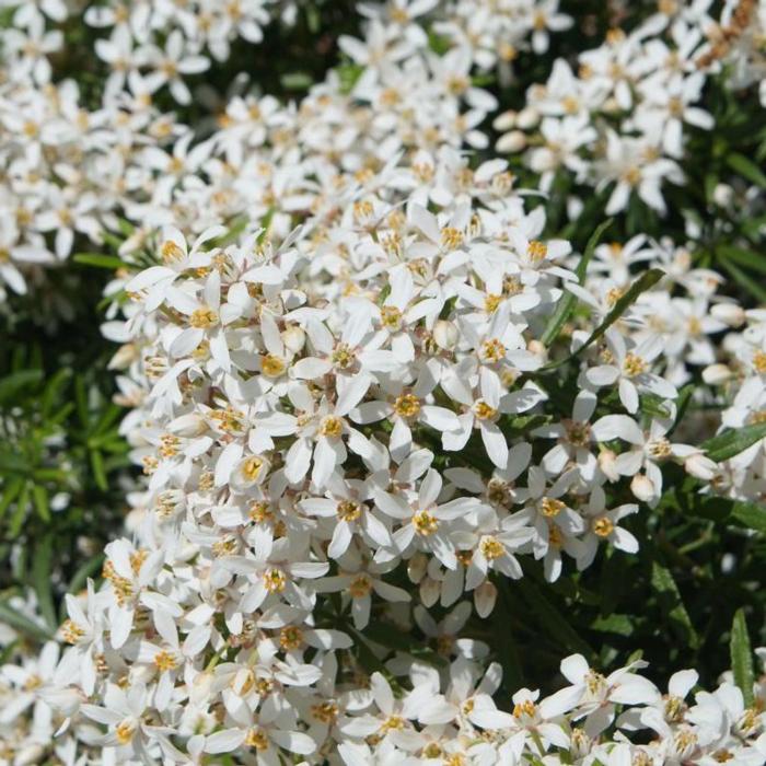 Choisya ternata 'White Dazzler' plant