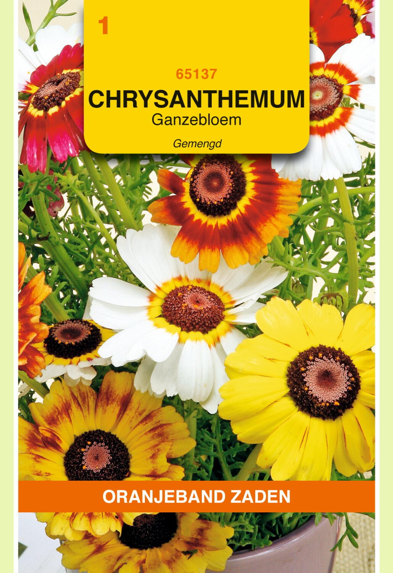 Chrysanthemum carinatum plant