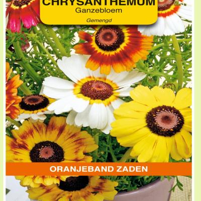 chrysanthemum-carinatum