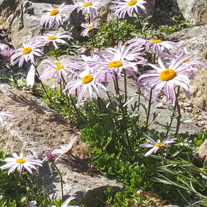 Chrysanthemum weyrichii plant