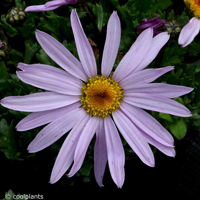 Chrysanthemum weyrichii plant