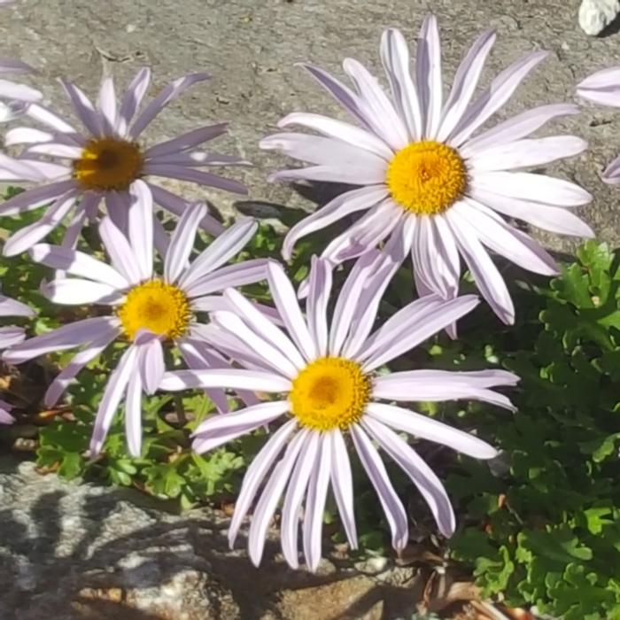 Chrysanthemum weyrichii plant