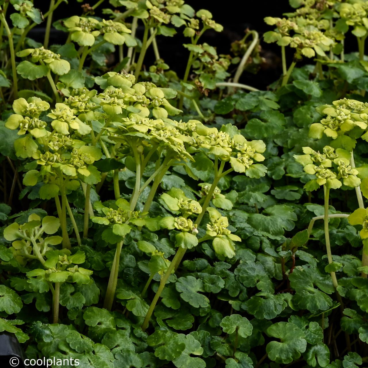 Chrysosplenium alternifolium plant