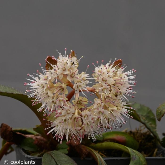 Chrysosplenium macrophyllum 'Crug' plant