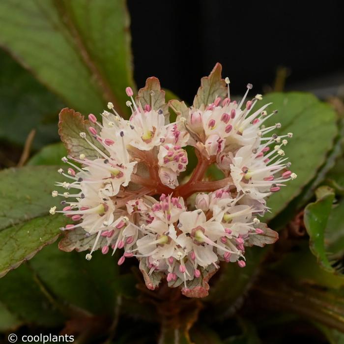 Chrysosplenium macrophyllum 'Crug' plant