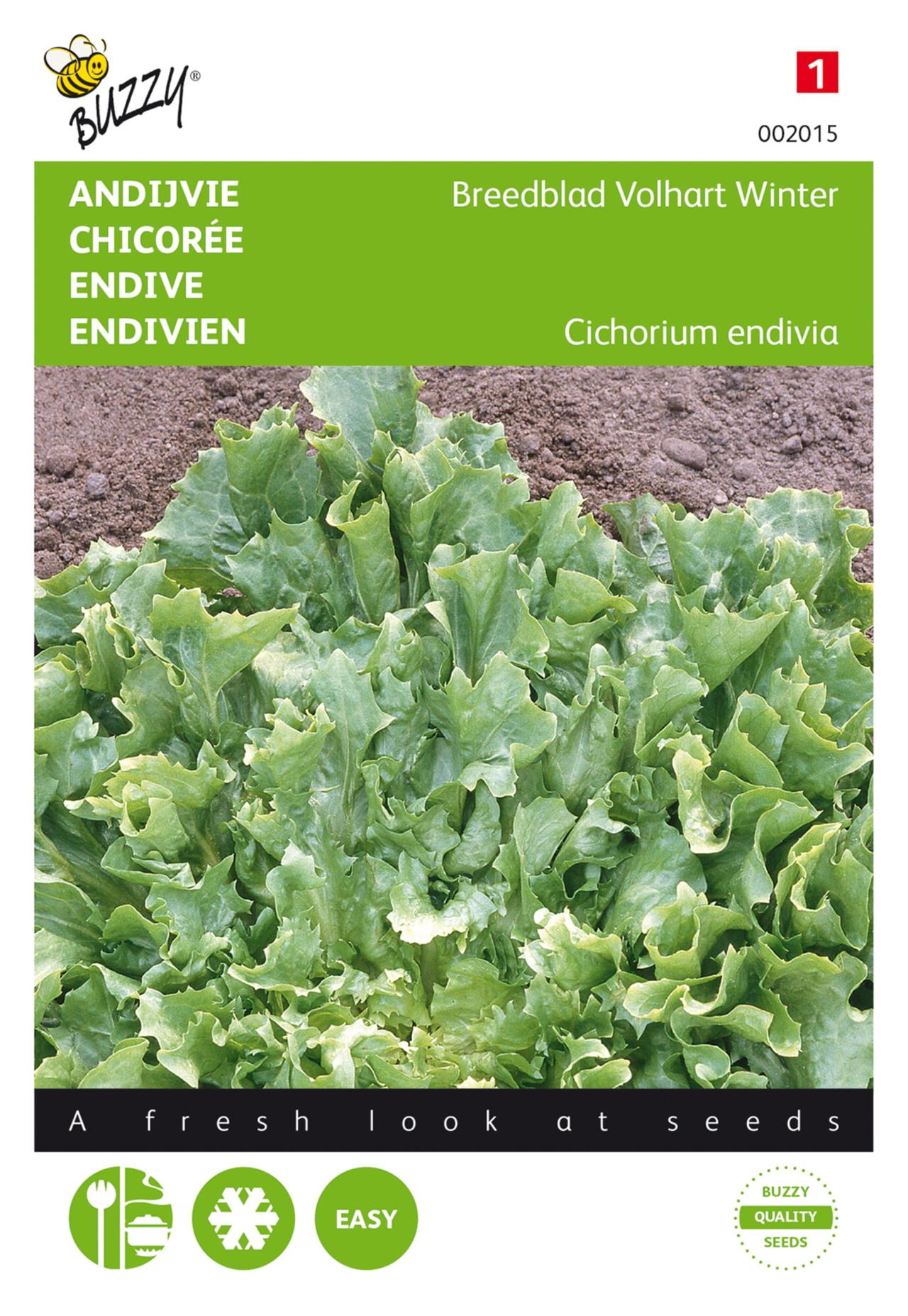 Cichorium endivia 'Breedblad Volhart Winter' plant