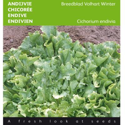 cichorium-endivia-breedblad-volhart-winter